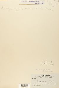 Gymnosporangium nidus-avis image