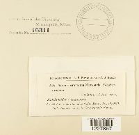 Gymnosporangium nidus-avis image