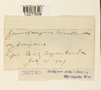 Gymnosporangium tremelloides image