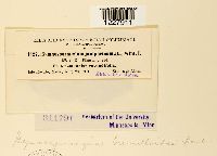 Gymnosporangium tremelloides image