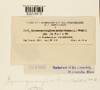 Gymnosporangium tremelloides image