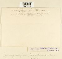 Gymnosporangium tremelloides image