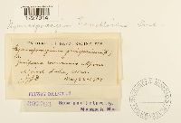 Gymnosporangium tremelloides image