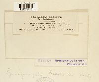 Gymnosporangium tremelloides image