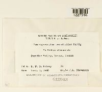 Gymnosporangium tremelloides image