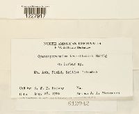 Gymnosporangium tremelloides image