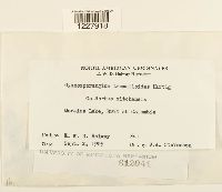 Gymnosporangium tremelloides image