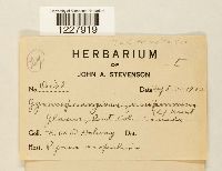 Gymnosporangium tremelloides image