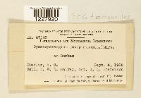 Gymnosporangium tremelloides image