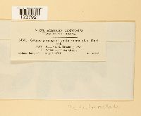 Gymnosporangium tremelloides image