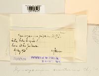 Gymnosporangium aurantiacum image