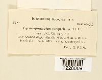 Gymnosporangium juniperi image