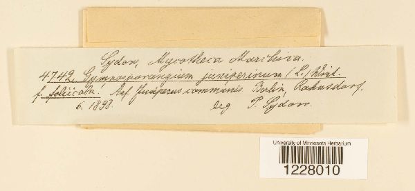 Gymnosporangium juniperinum image