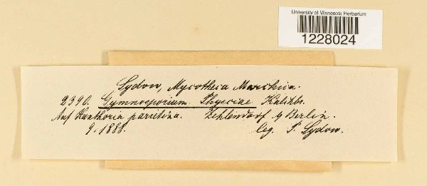 Xanthoriicola physciae image