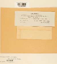 Gymnosporangium tremelloides image