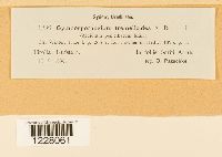 Gymnosporangium tremelloides image