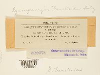 Gymnosporangium tremelloides image