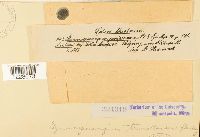 Gymnosporangium tremelloides image