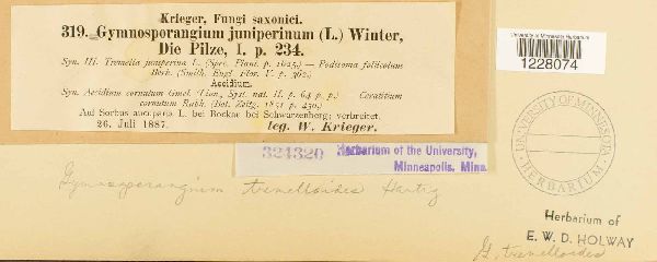 Gymnosporangium tremelloides image