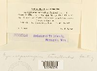 Gymnosporangium tremelloides image