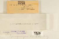 Gymnosporangium tremelloides image