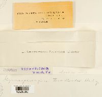 Gymnosporangium tremelloides image