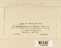 Gymnosporangium tremelloides image