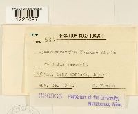 Gymnosporangium yamadae image