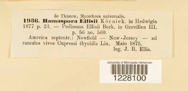 Hamaspora ellisii image