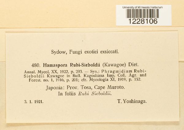 Hamaspora rubi-sieboldii image