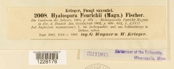 Hyalopsora feurichii image