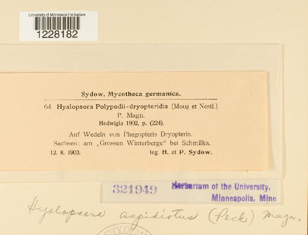 Hyalopsora polypodii-dryopteridis image