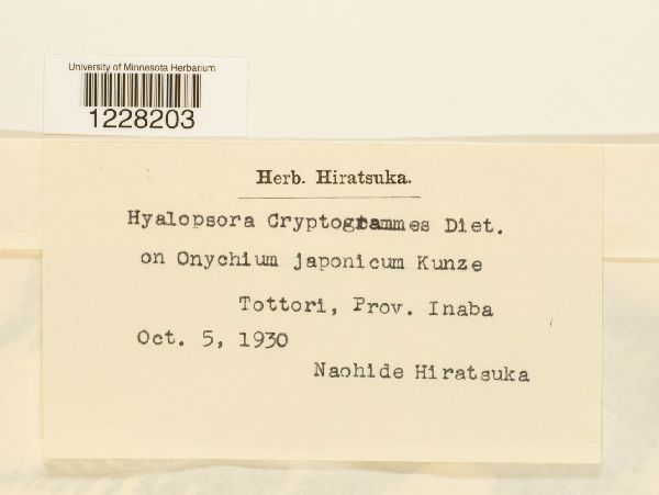 Hyalopsora cryptogrammes image