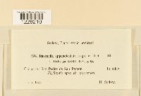 Kernkampella appendiculata image