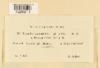 Kernkampella appendiculata image