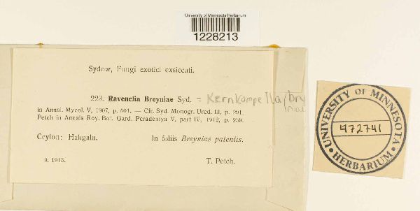 Kernkampella breyniae image