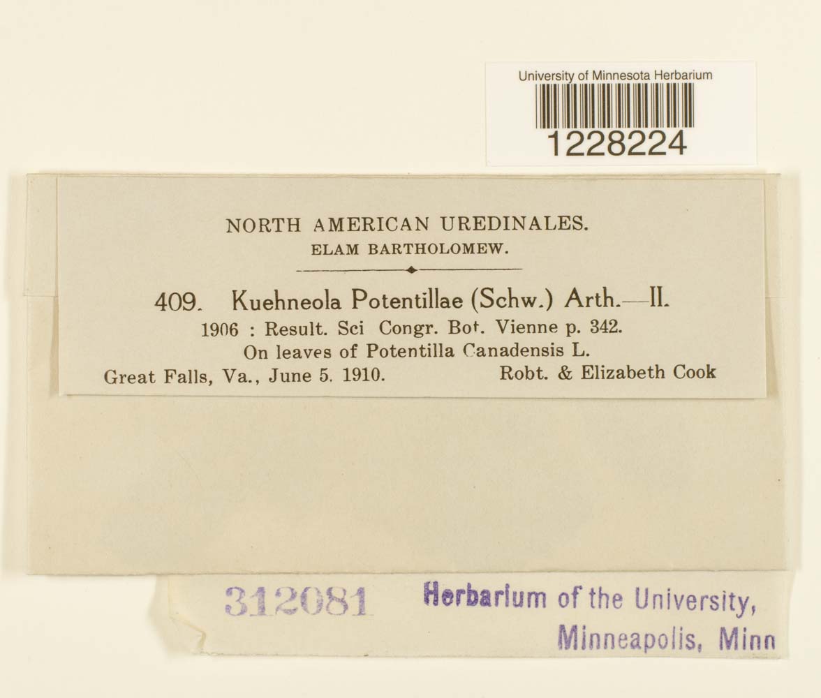 Kuehneola potentillae image