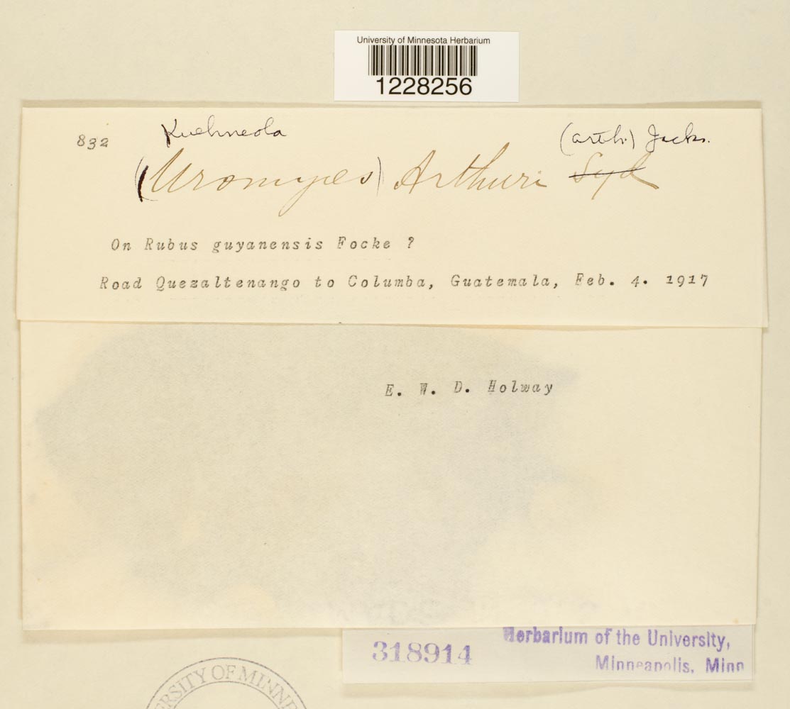 Kuehneola arthuri image