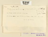 Kuehneola loeseneriana image