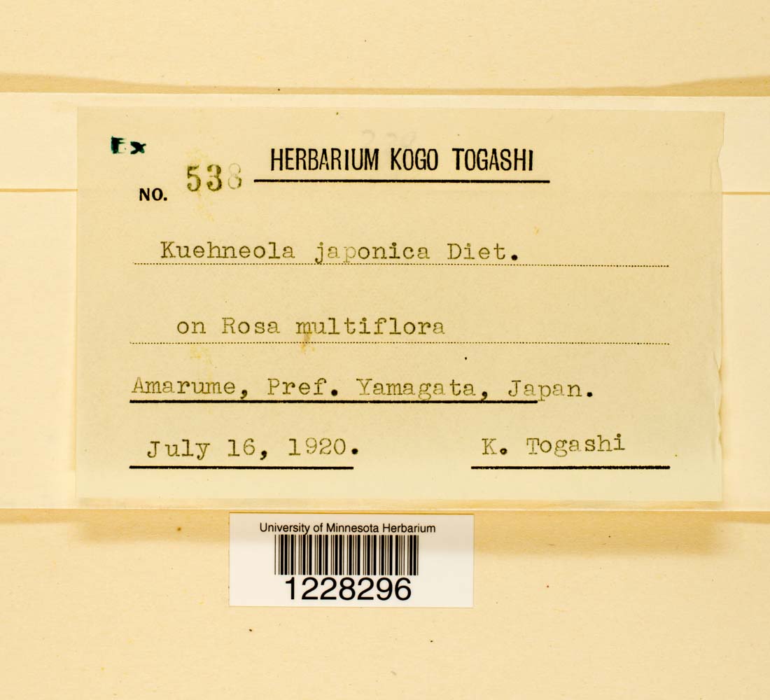 Kuehneola japonica image