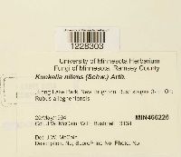 Gymnoconia nitens image