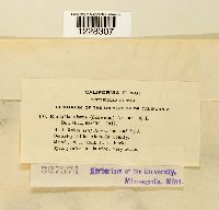 Gymnoconia nitens image