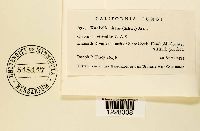 Gymnoconia nitens image