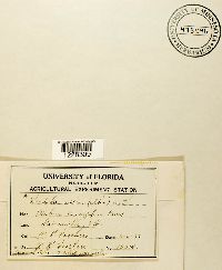 Gymnoconia nitens image