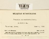 Gymnoconia nitens image