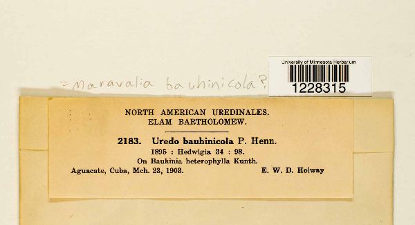 Maravalia bauhiniicola image