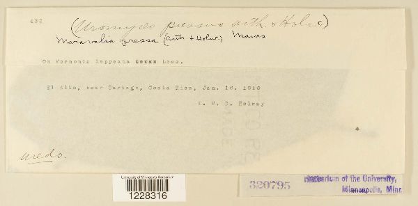 Maravalia pressa image