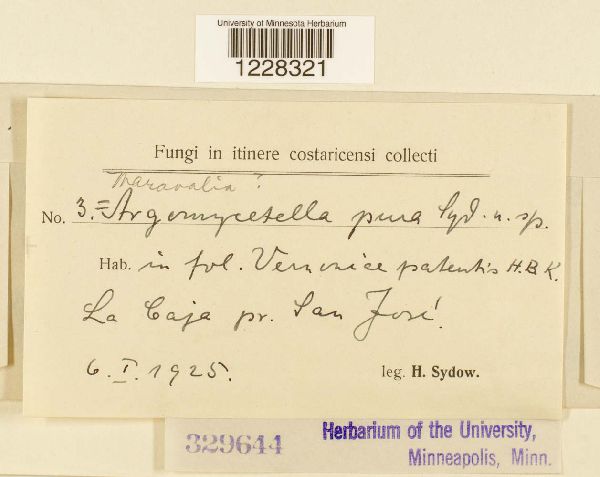 Maravalia pura image