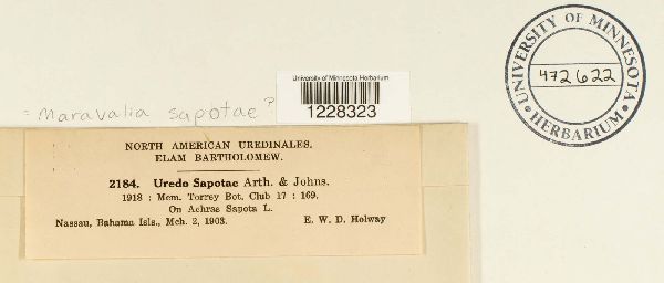 Maravalia sapotae image