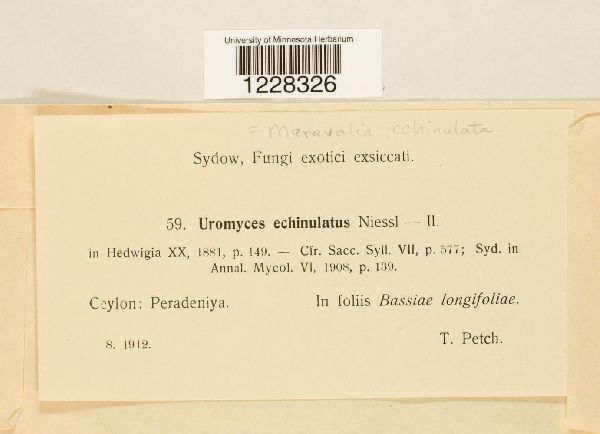 Maravalia echinulata image